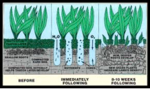 grass-diagram