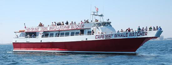 cape-may-whale-watcher